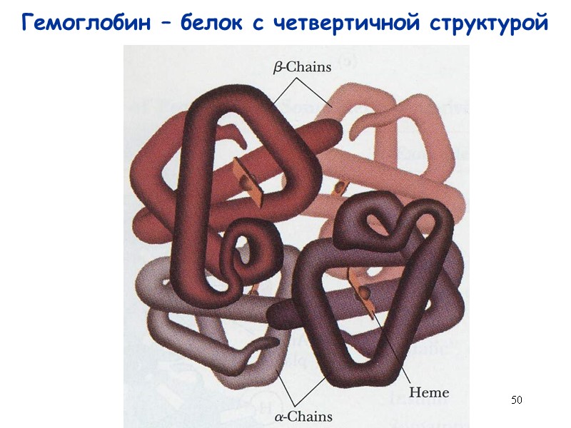 50 Гемоглобин – белок с четвертичной структурой
